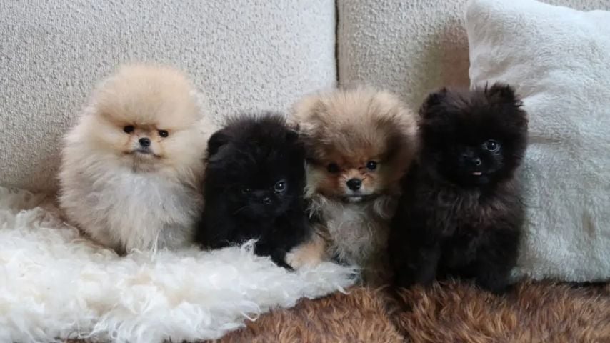 Kim Kardashians Welpen, Dezember 2025