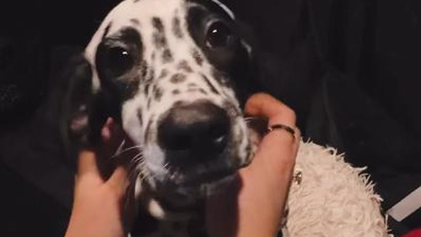 Der vierte Welpe von Kim Virginia Grey, Januar 2026