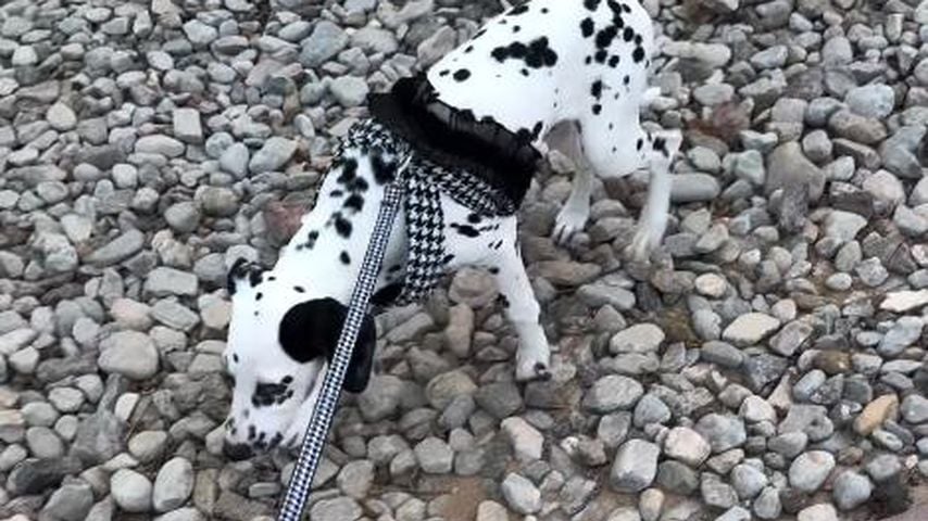 Kim Virginia Greys erster Spaziergang mit den Welpen, Dezember 2025