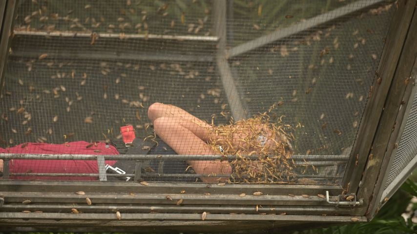 Kim Virginia in der Dschungelprüfung 2024