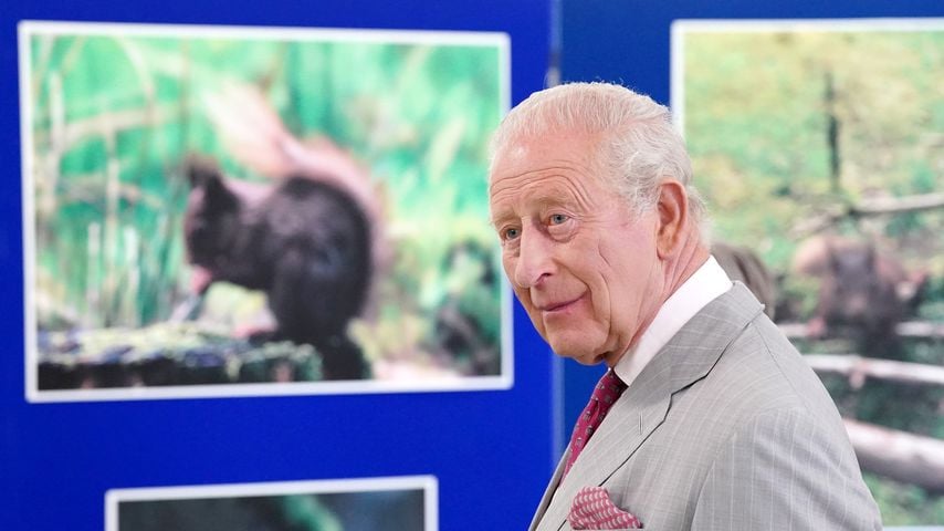 Verhütung für Grauhörnchen: König Charles ist "interessiert"