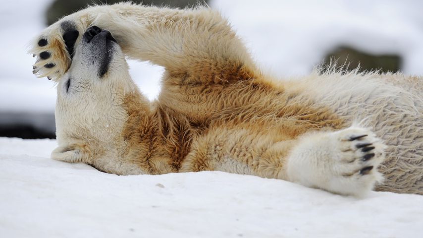 Eisbär Knut im Januar 2010