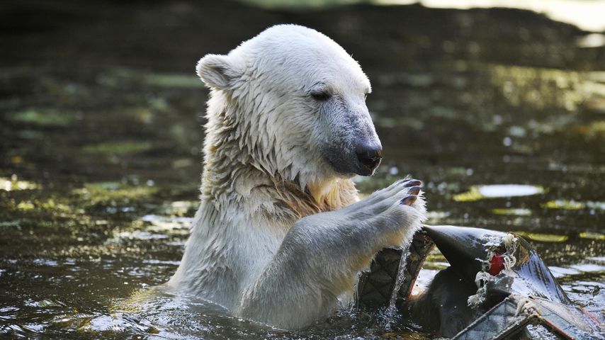 Eisbär Knut im Juli 2009