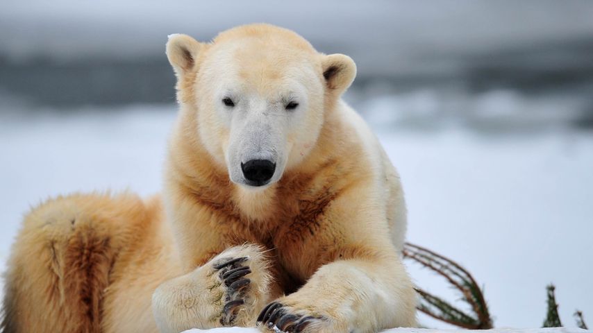 Eisbär Knut im Dezember 2010