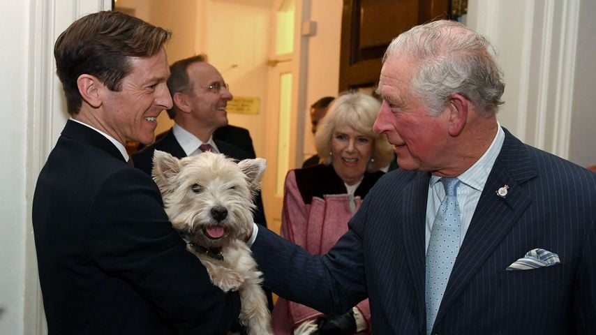 König Charles verkauft jetzt elegante Tweedjacken für Hunde