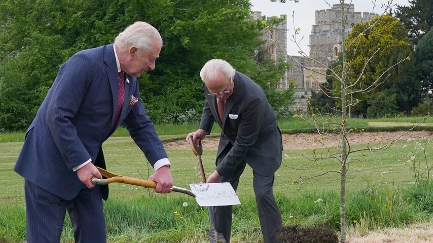 König Charles III. und König Carl Gustaf pflanzen eine Eiche