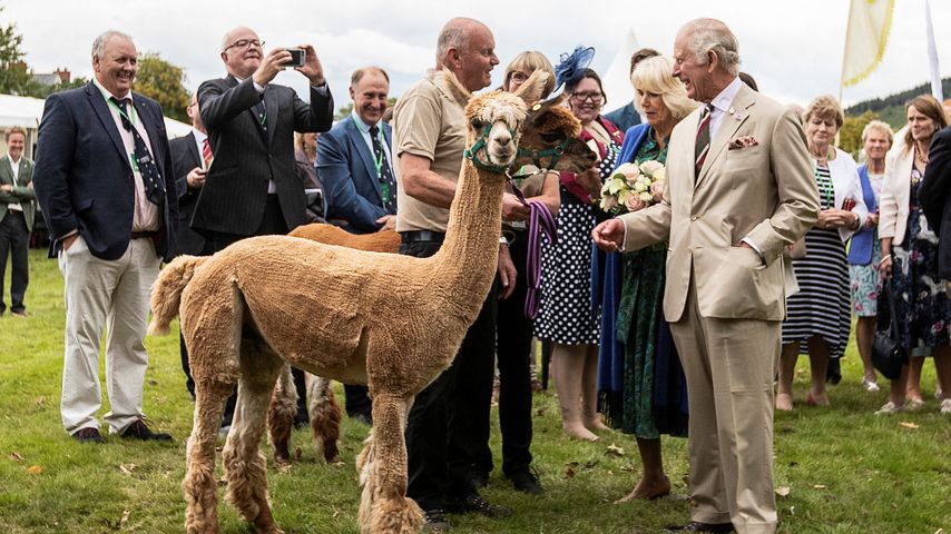 König Charles und Königin Camilla beim Besuch in Brecon, Wales