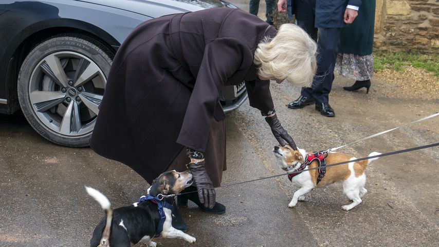 Königin Camilla mit ihren zwei Hunden Bluebell und Beth