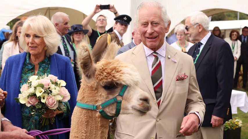 Lustig: Hier streicheln König Charles und Camilla ein Alpaka