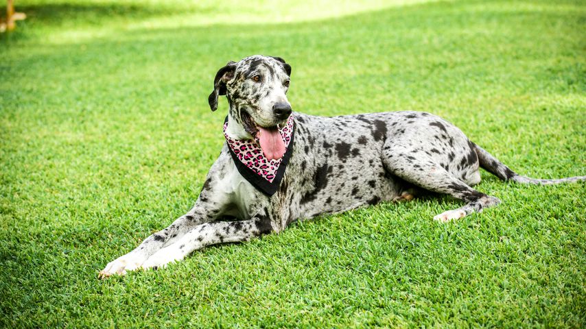 Konny Reimanns Hund Phoebie
