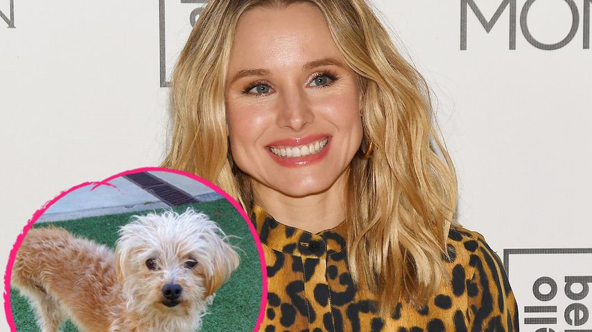 Dreibeiniger Familienzuwachs: Kristen Bell adoptiert Hund