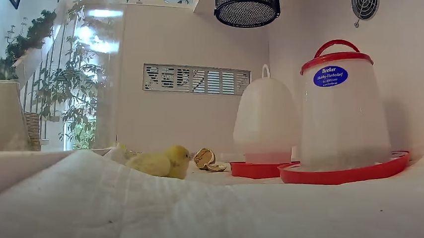 Küken Inge in ihrem Terrarium
