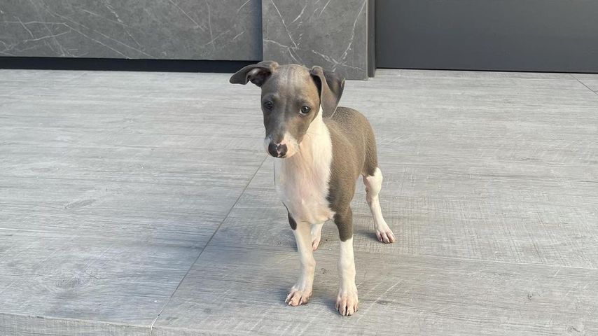 Kylies Hund Kevin