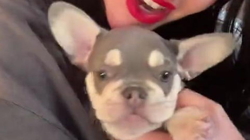 Lady Gaga mit ihrer Französischen Bulldogge im August 2024
