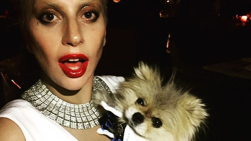 Lady Gaga mit einem ihrer Hunde, 2015