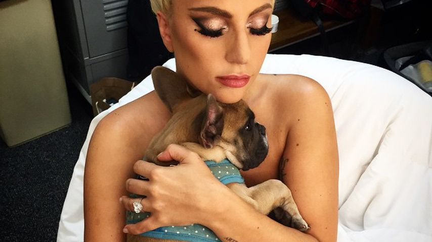 Lady Gaga mit Hund Koji