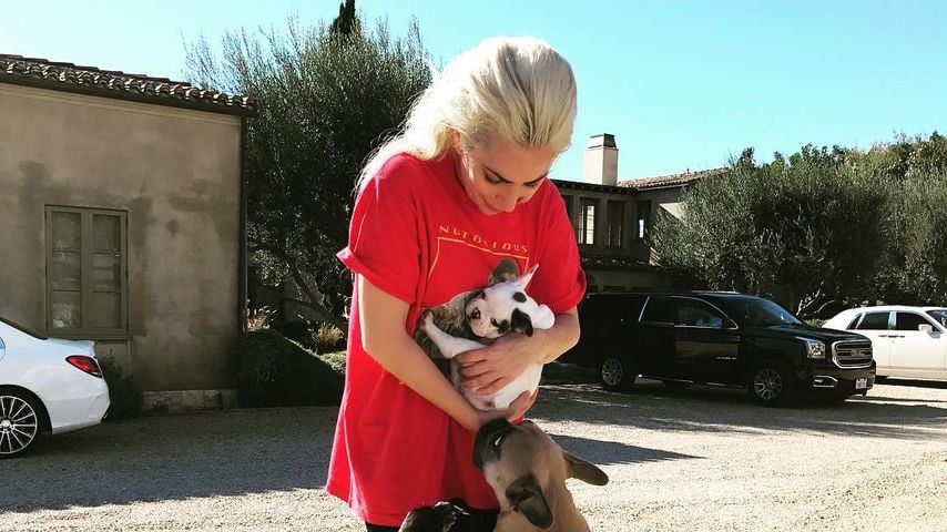 Freudentränen: Lady Gaga hat Hunde nach Entführung zurück