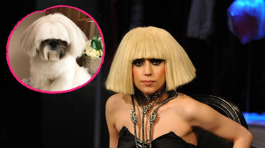 Hund mit Lady-Gaga-Frisur: Bontenmaru wird zum Web-Star!
