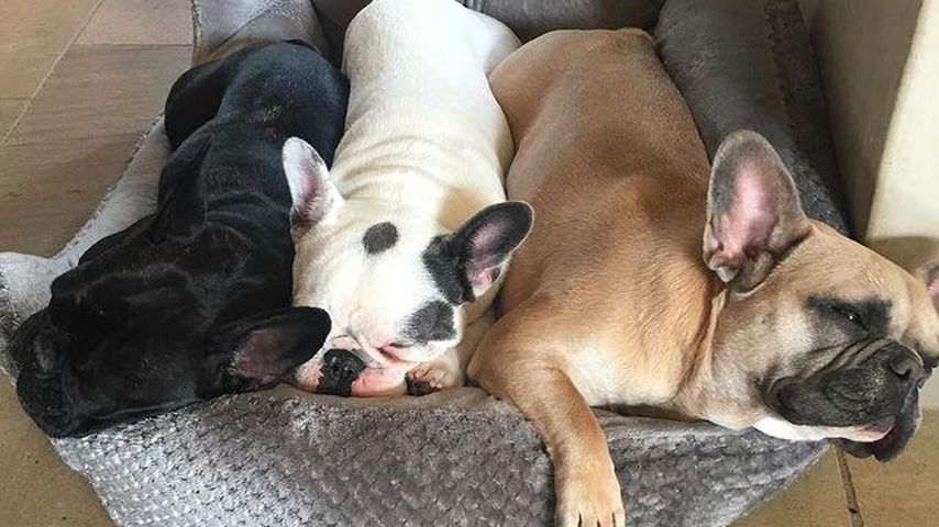 Lady Gagas Hunde Asia, Gustave und Koji