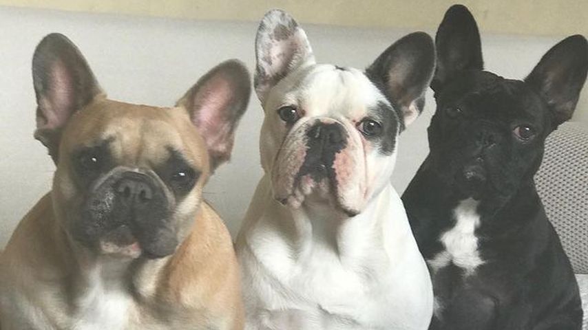 Lady Gagas Hunde