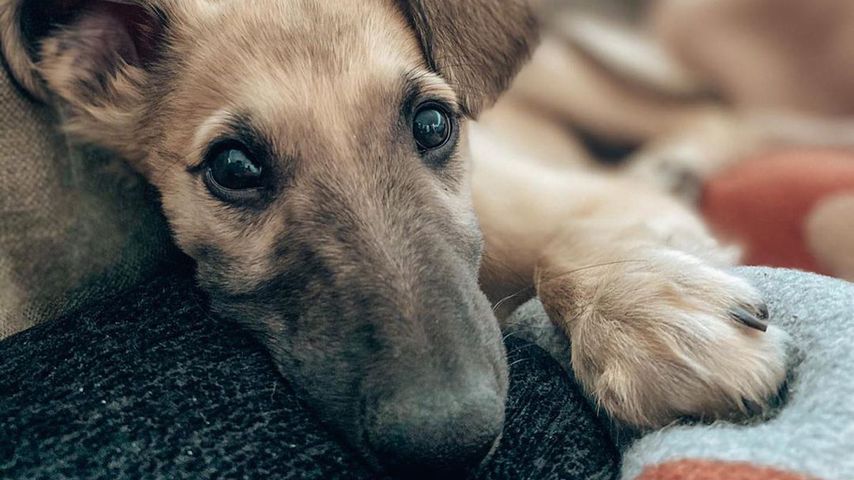 Lars Steinhöfels Hund Pippin