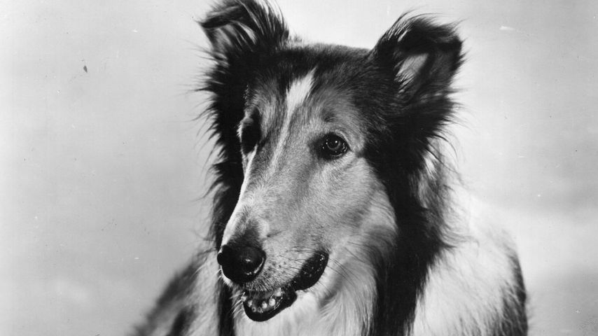 Lassie! Der berühmteste Film-Hund zurück im Kino