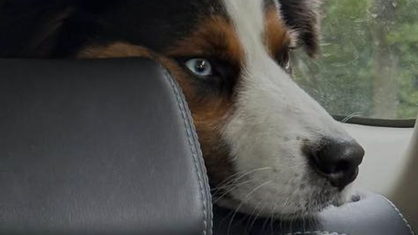 Lejla und Matze Höhns Hund Chase