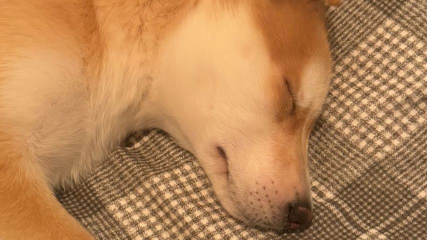 Leni Klums Hund