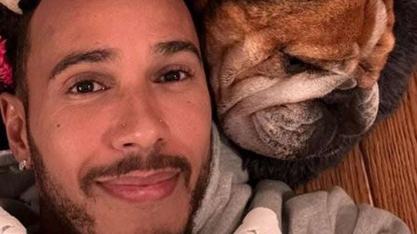 Lewis Hamiltons geliebte Bulldogge Roscoe ist verstorben