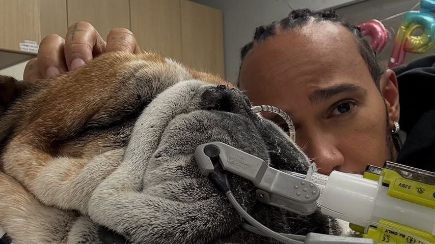 Lewis Hamilton mit seiner Bulldogge Roscoe, September 2025