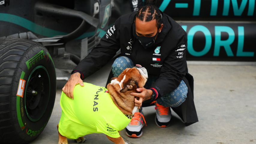 Lewis Hamilton und seine Bulldogge Roscoe, November 2020