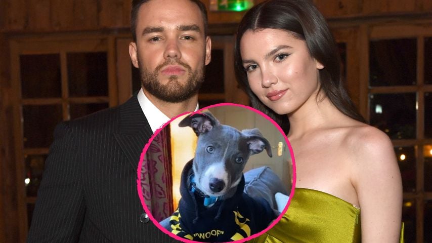 Süß: Liam Payne schenkte seiner Verlobten Maya einen Hund