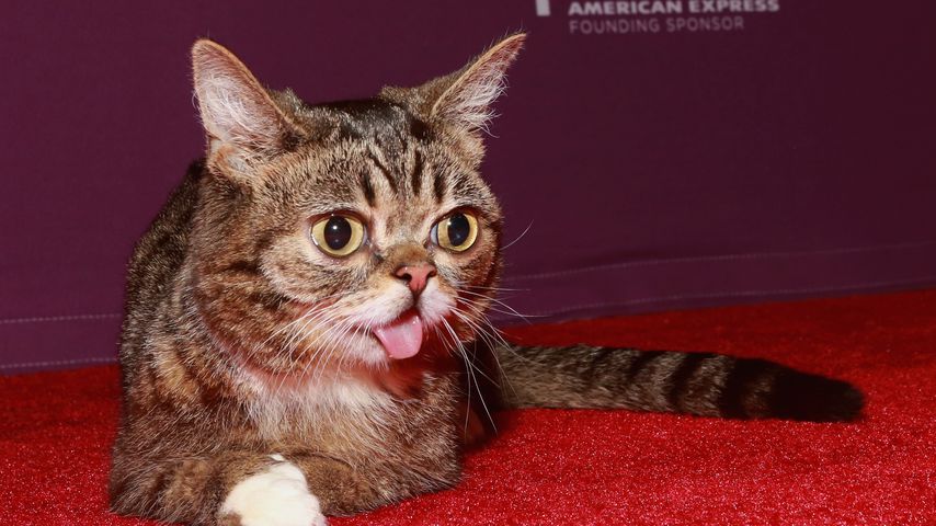 Beliebte Star-Katze Lil Bub ist mit acht Jahren gestorben!