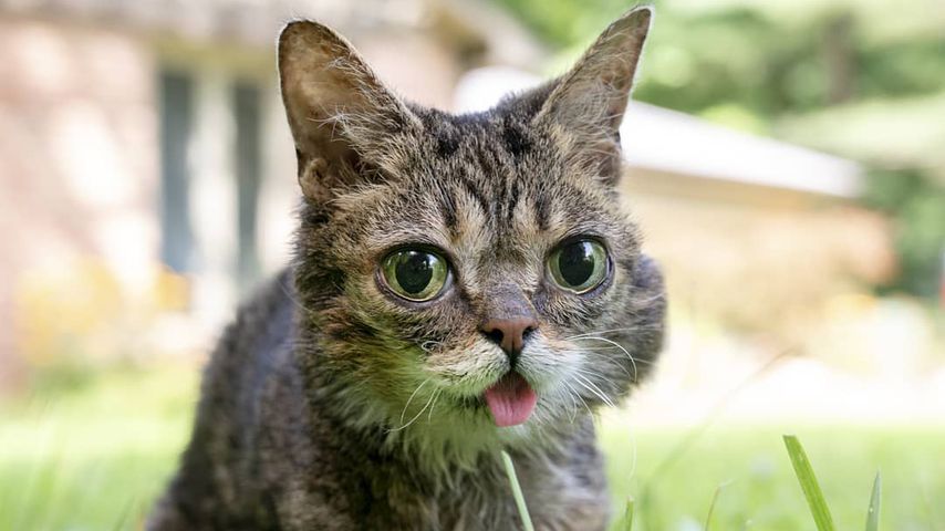 Lil Bub