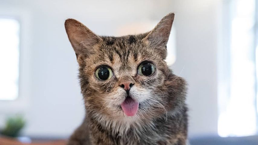Lil Bub im August 2019