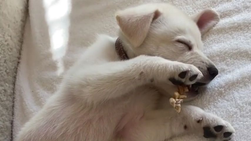Jennifer Anistons Hund Lord Chesterfield
