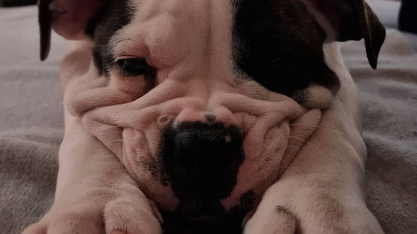 Lotte, der neue Hund von Felix von Jascheroff und seiner Freundin