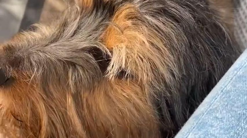 Luca Wetzel mit einem wuscheligen Hund