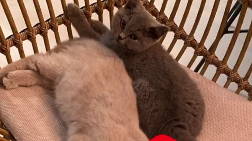 Lukas Podolskis Katzen