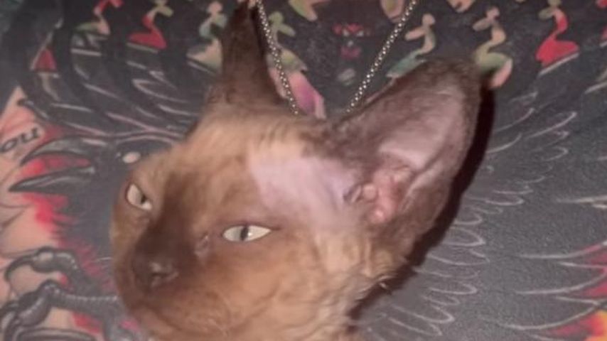 Machine Gun Kelly freut sich über ein neues tierisches Mitglied in seiner Familie