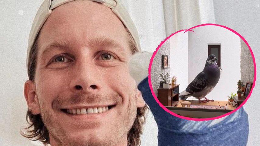Malte Zierden trauert: Sein Tauben-Freund Oßkar ist tot