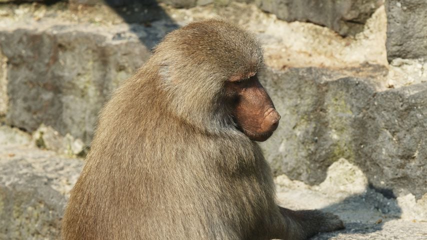 Nach Brand im Krefelder Affenhaus: Alle Tiere sind tot!