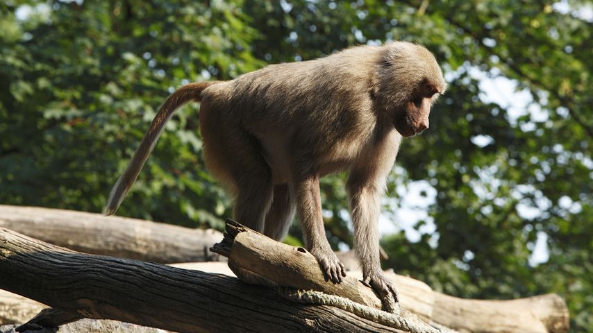 Nach Brand im Krefelder Zoo: Neues Affenhaus wird gebaut!