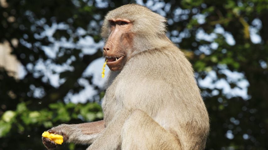 Mantelpavian im Krefelder Zoo