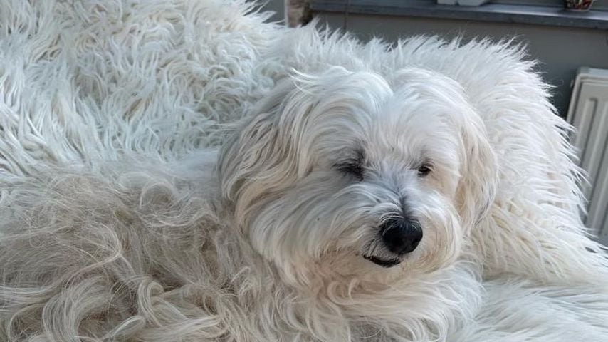 Marijke Amado trauert um ihren Hund Jottum