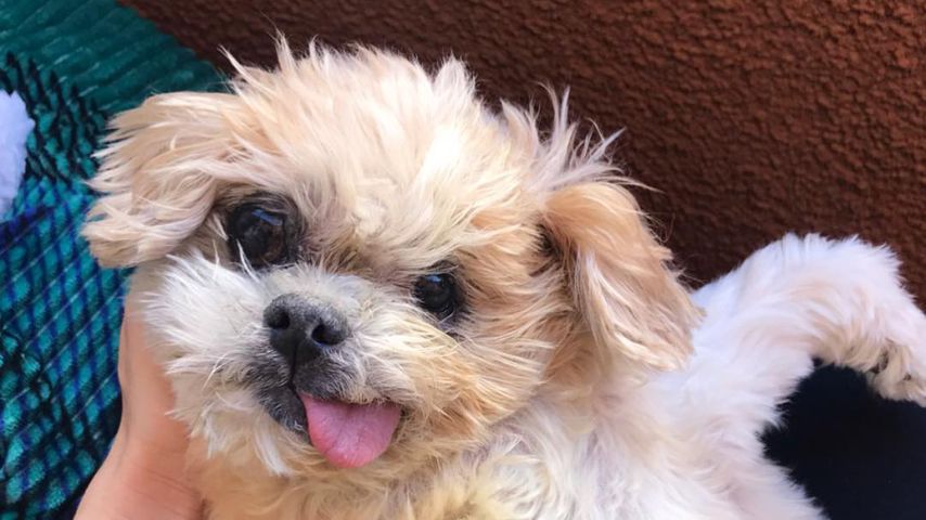 Marnie The Dog im März 2019