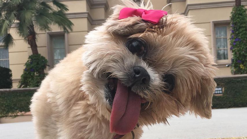 Marnie The Dog im September 2016