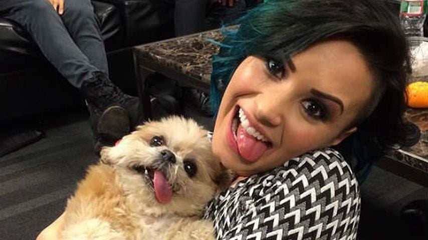 Marnie The Dog und Demi Lovato