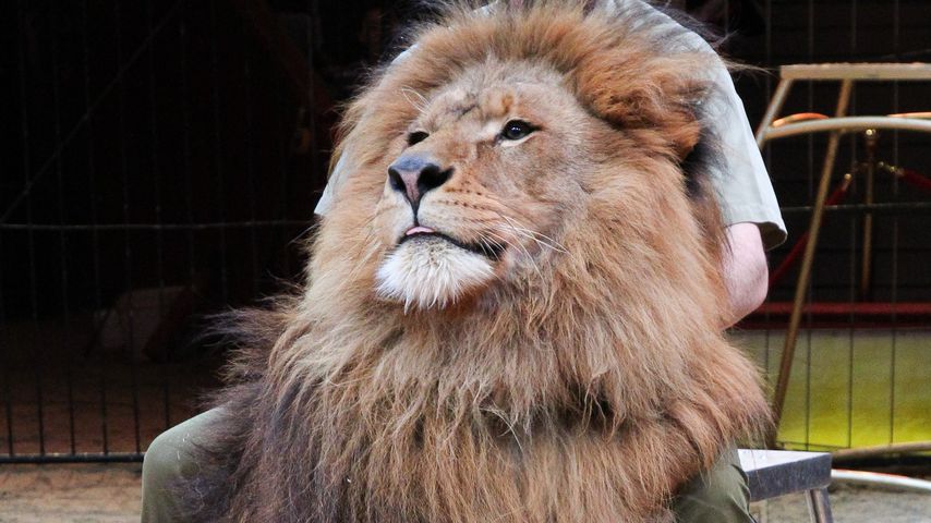 Star-Löwe Kasanga aus dem Circus Krone ist verstorben!