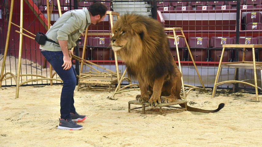 Martin Lacey jr. und Löwe Kasanga vom Circus Krone